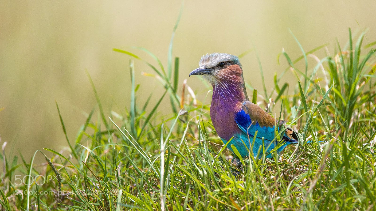 Nikon D750 sample photo. Lilac-breasted roller...... photography
