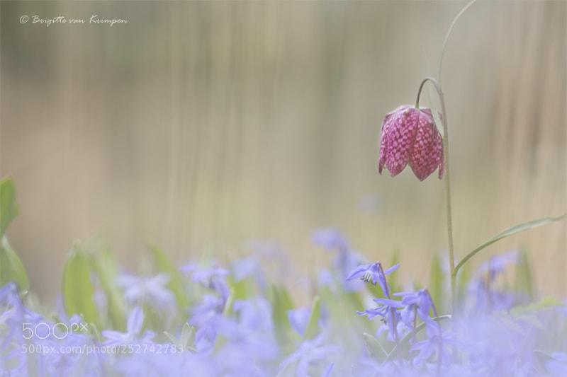 Canon EOS 60D sample photo. Double purpel photography