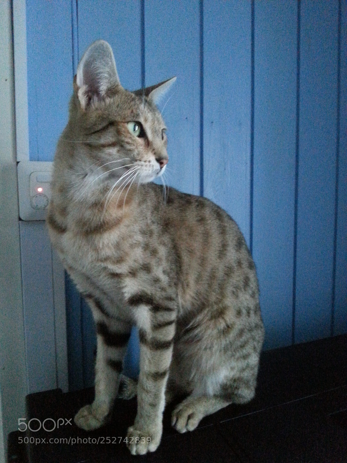Samsung Galaxy S3 sample photo. Untitled photography