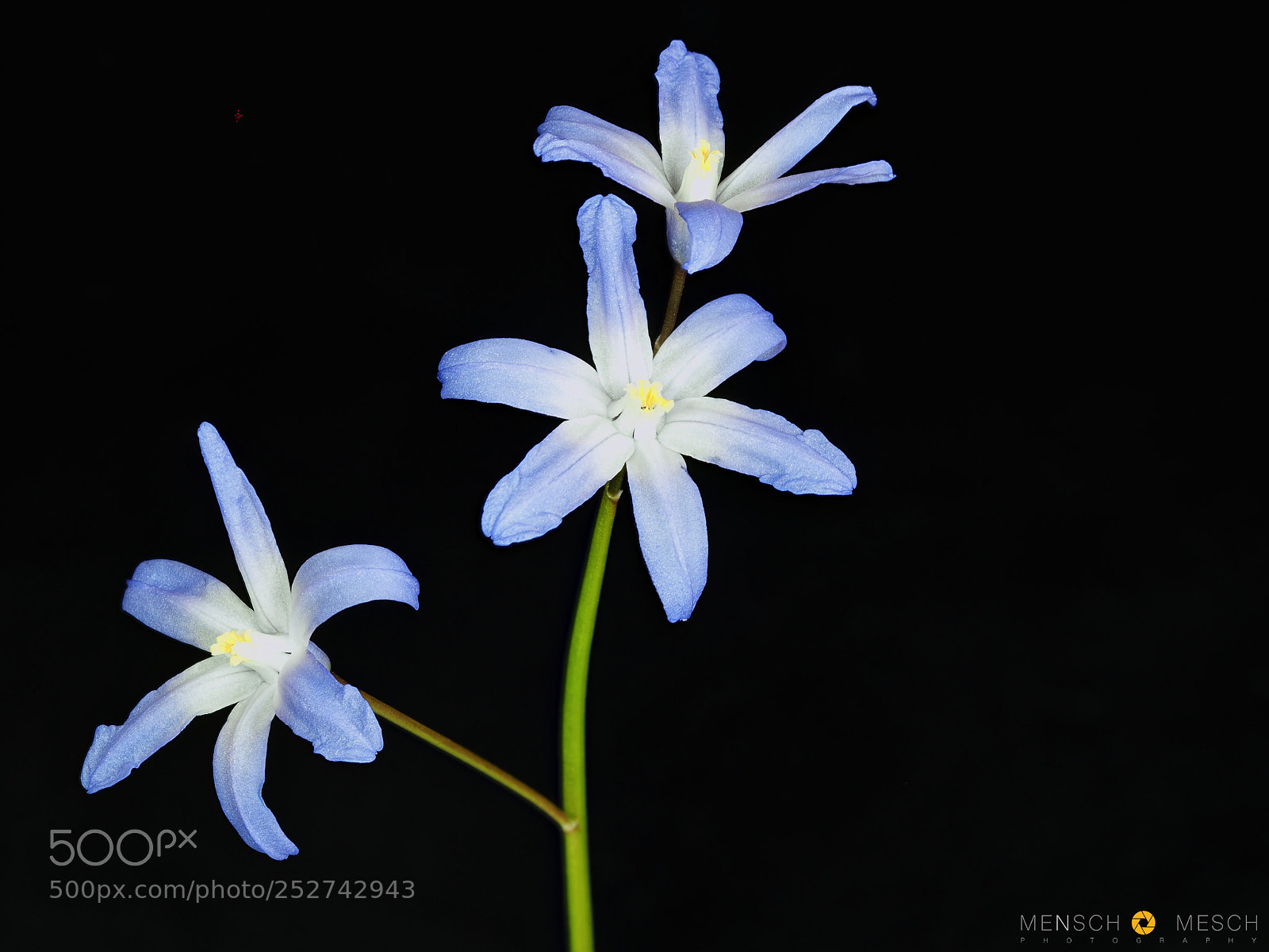 Olympus OM-D E-M5 II sample photo. Sternhyazinthe | chionodoxa photography