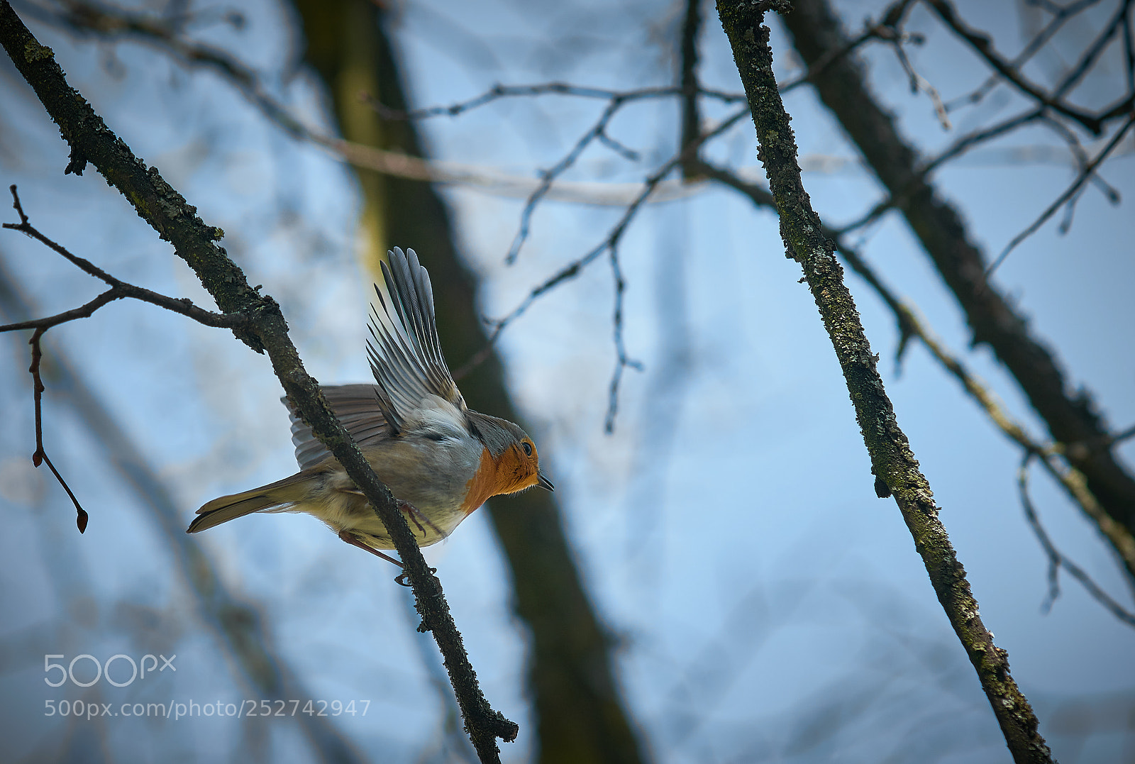 Sony a7R II sample photo. Spring is here! photography