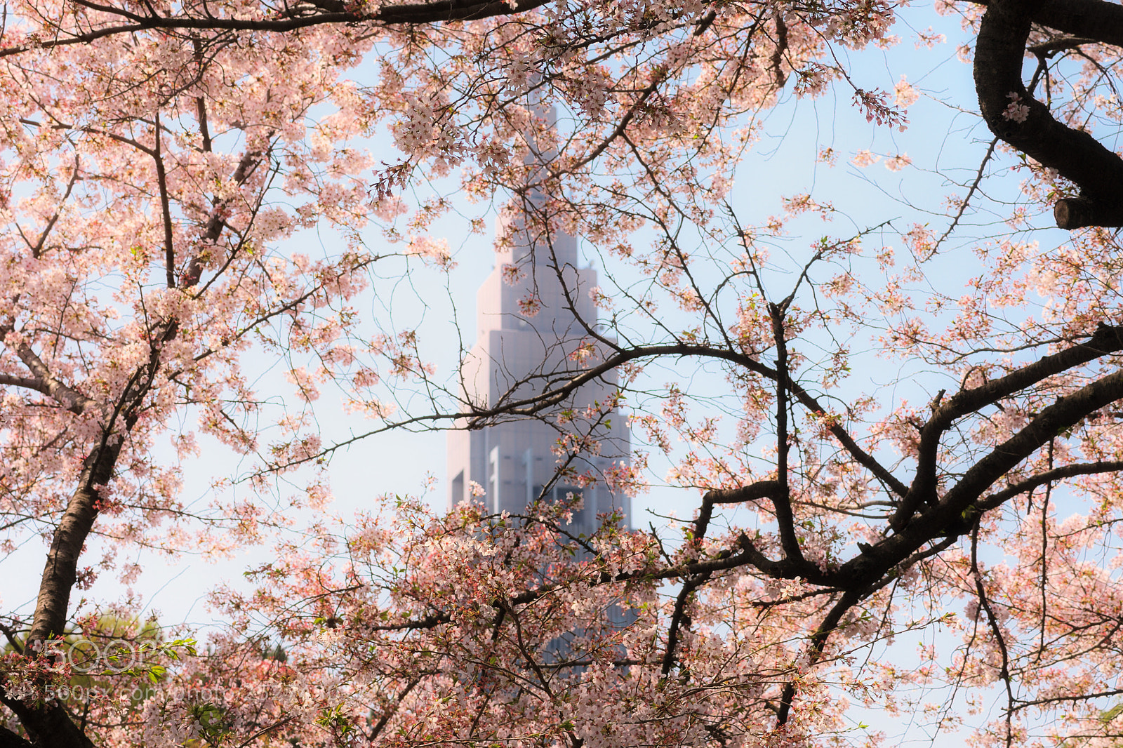 Nikon D7200 sample photo. Sakura＆tower photography