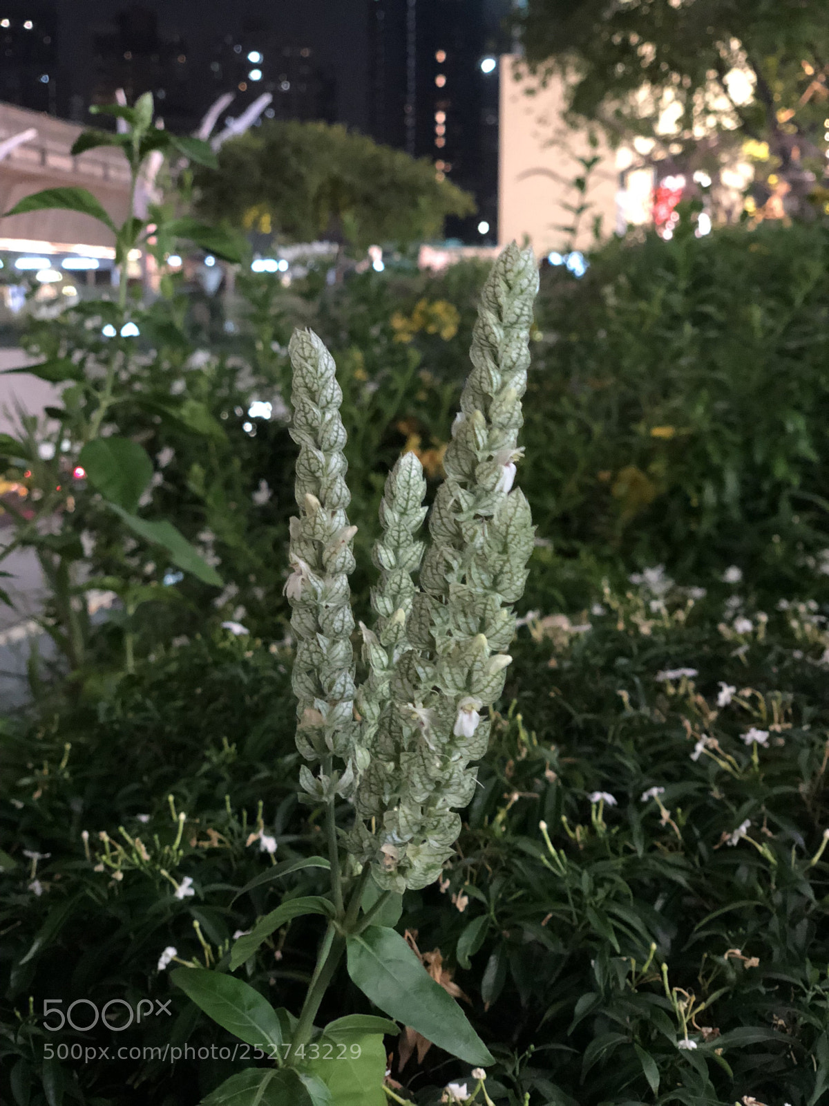 Apple iPhone X sample photo. Img photography
