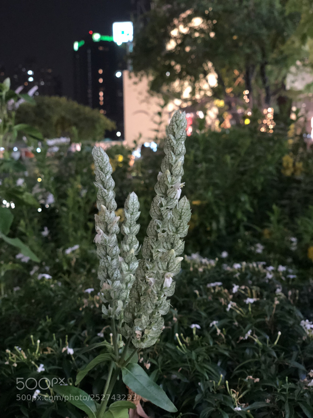 Apple iPhone X sample photo. Img photography