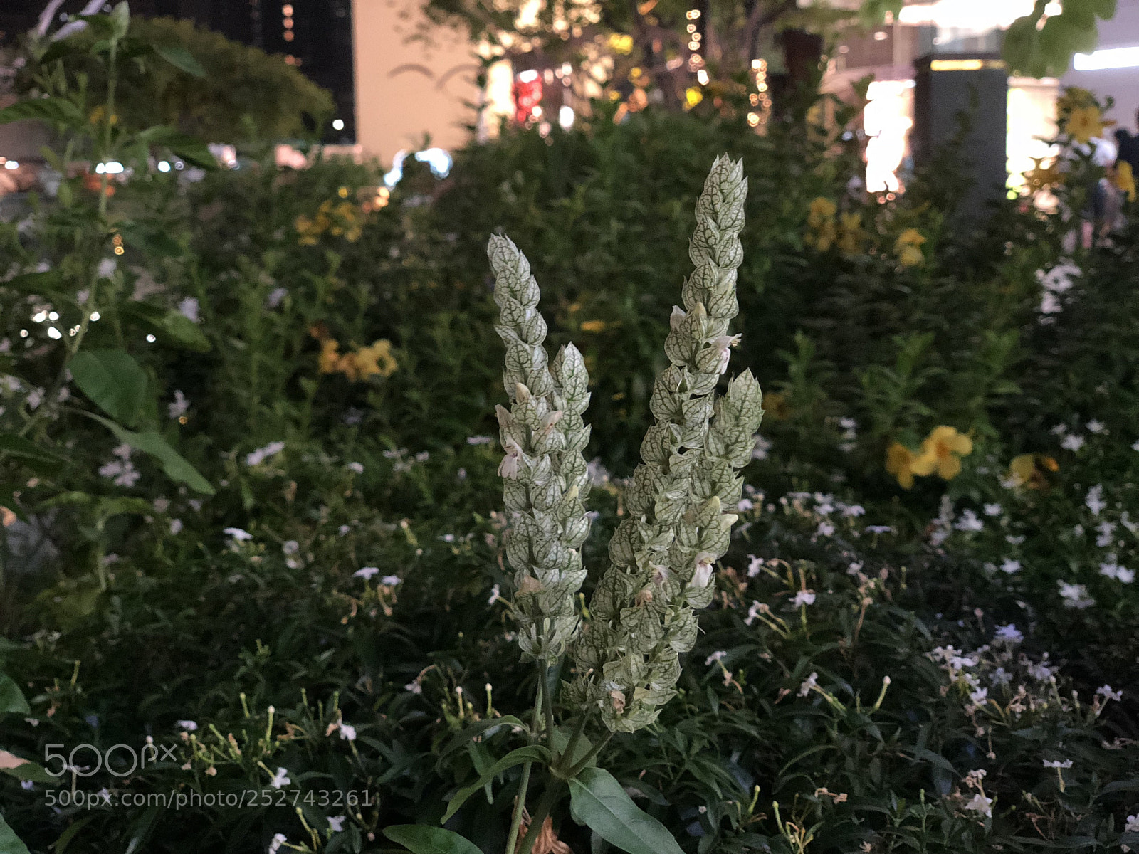 Apple iPhone X sample photo. Img photography