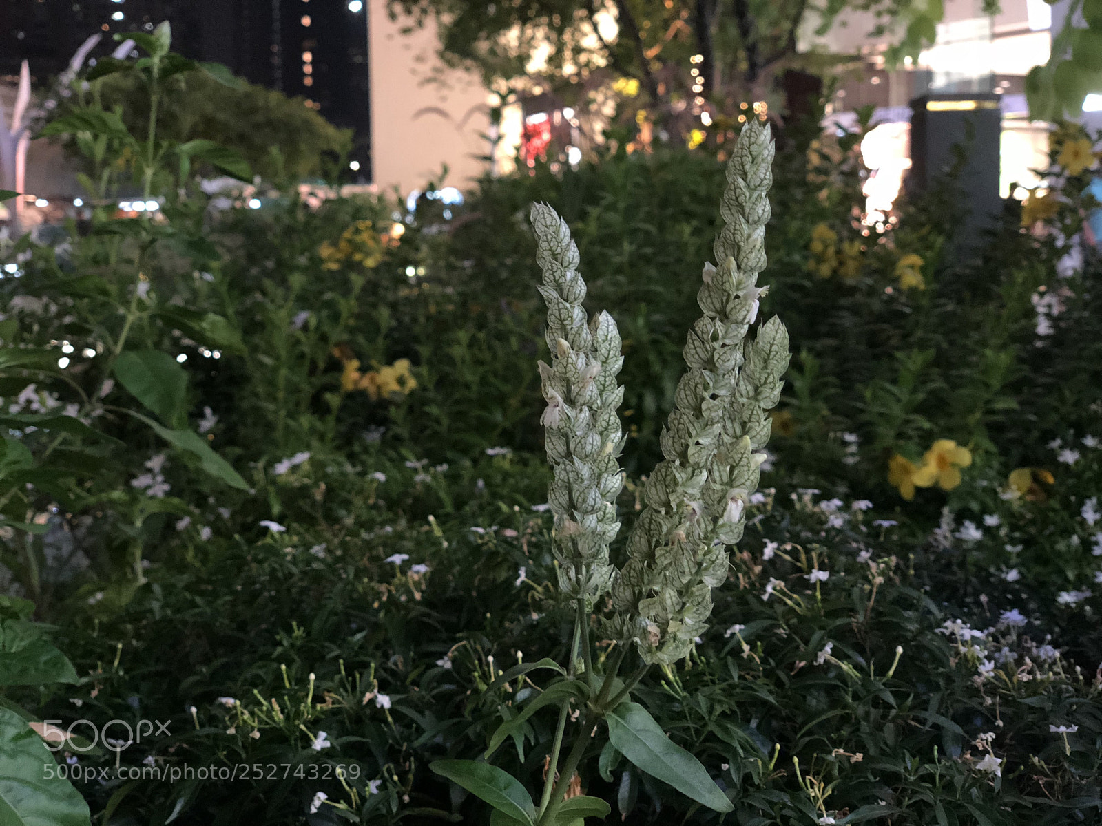 Apple iPhone X sample photo. Img photography