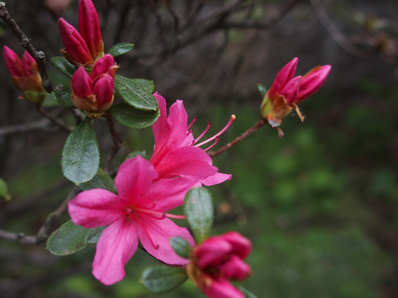 Olympus STYLUS1,1s sample photo. つつじ / tsutsuji / azalea photography