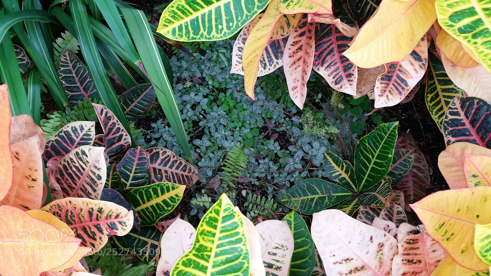 Samsung Galaxy S5 sample photo. Encircled photography
