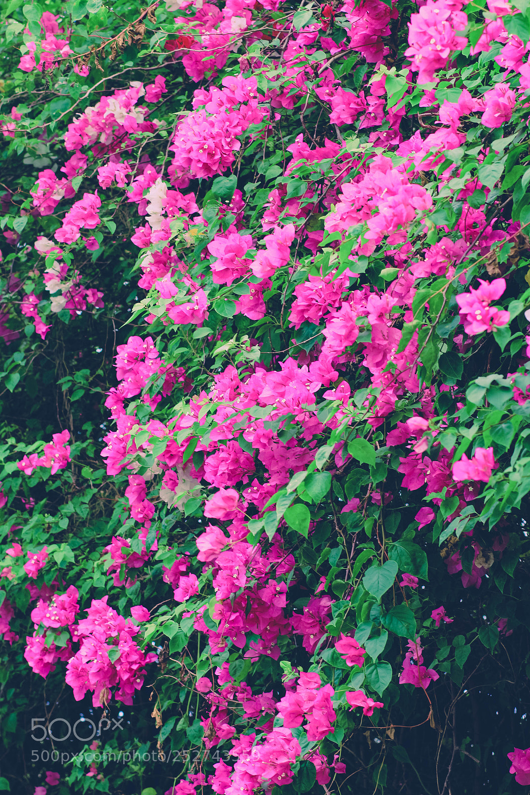 Canon EOS 700D (EOS Rebel T5i / EOS Kiss X7i) sample photo. Bougainvillea photography