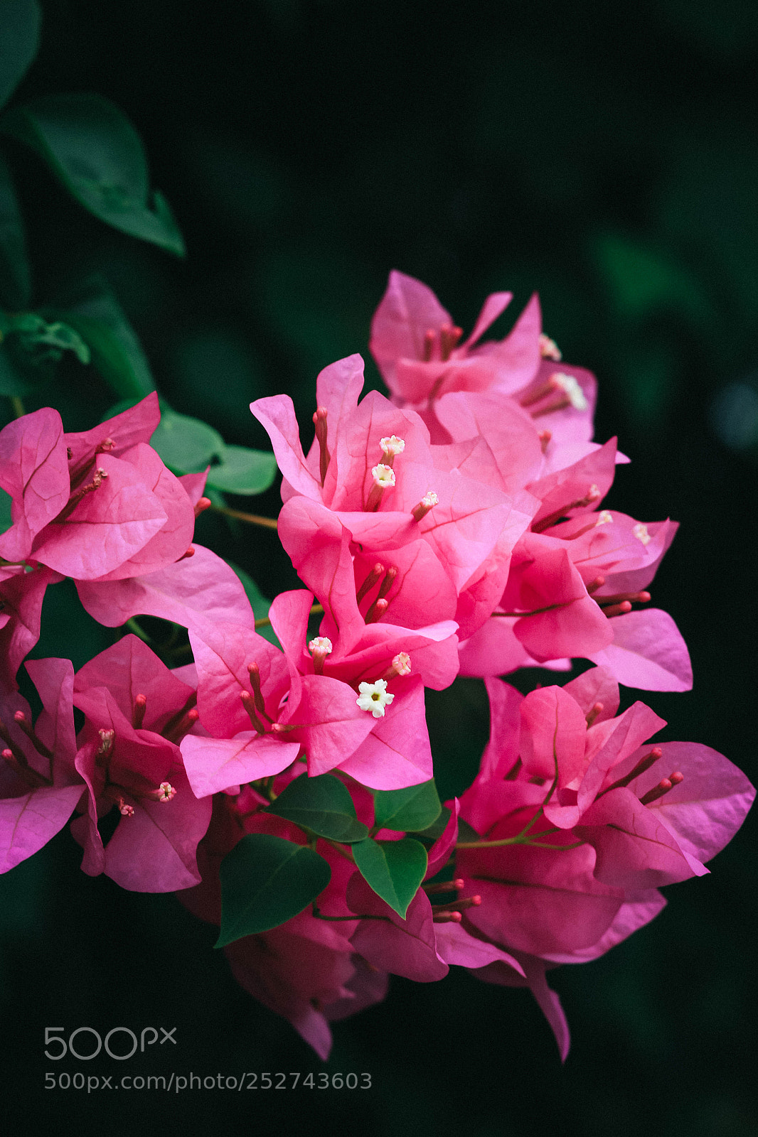 Canon EOS 700D (EOS Rebel T5i / EOS Kiss X7i) sample photo. Bougainvillea photography