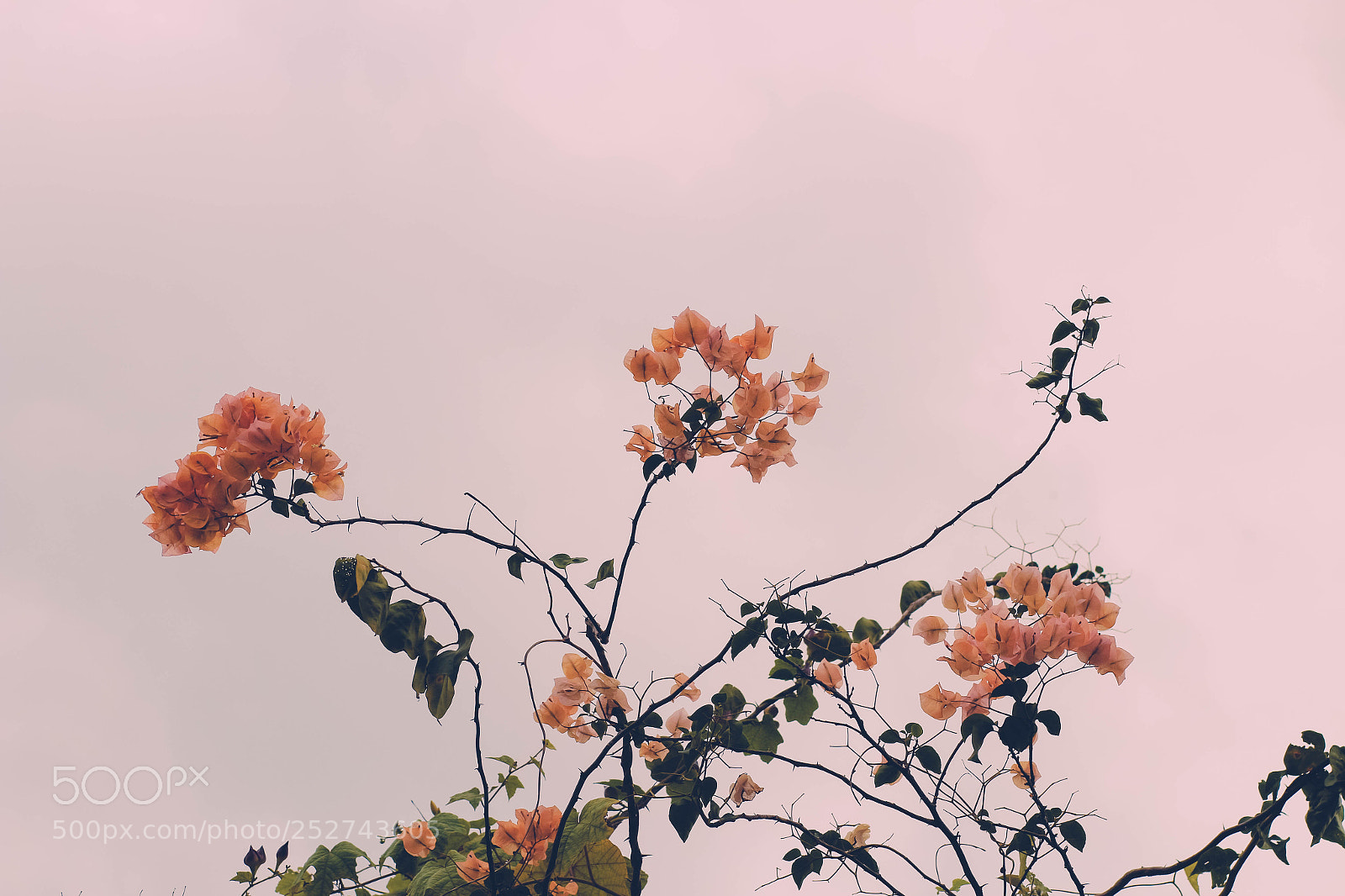 Canon EOS 700D (EOS Rebel T5i / EOS Kiss X7i) sample photo. Bougainvillea photography