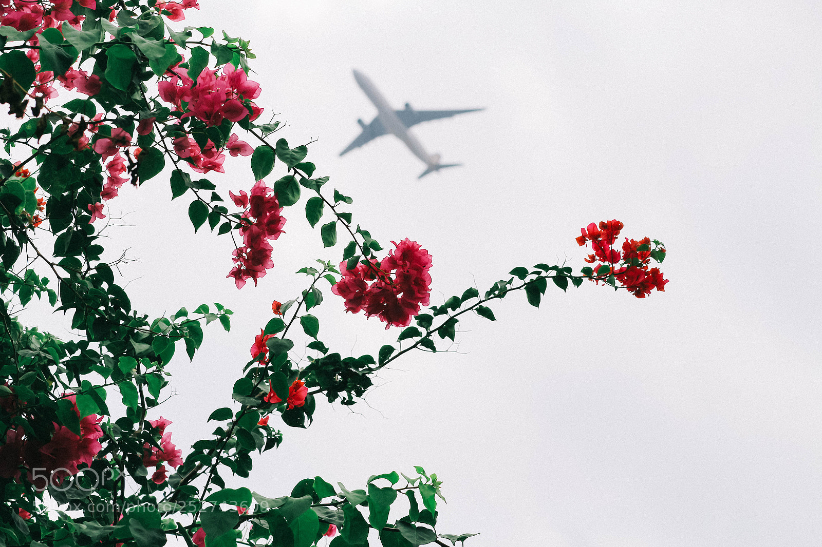 Canon EOS 700D (EOS Rebel T5i / EOS Kiss X7i) sample photo. Bougainvillea photography