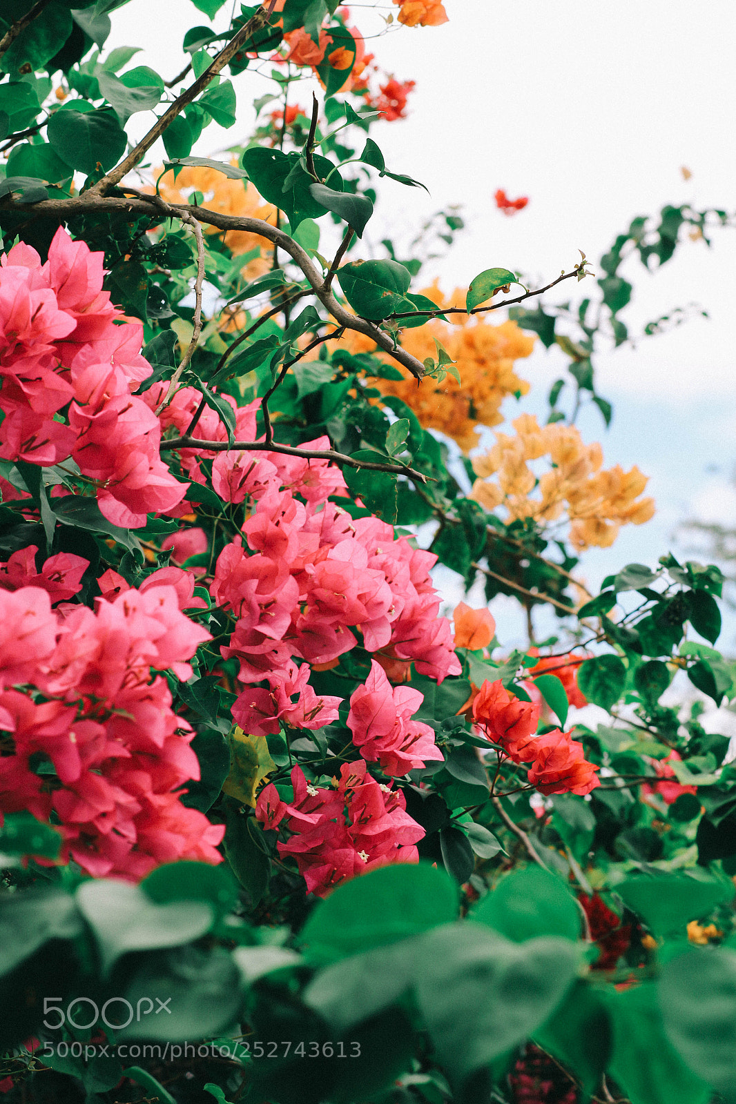 Canon EOS 700D (EOS Rebel T5i / EOS Kiss X7i) sample photo. Bougainvillea photography