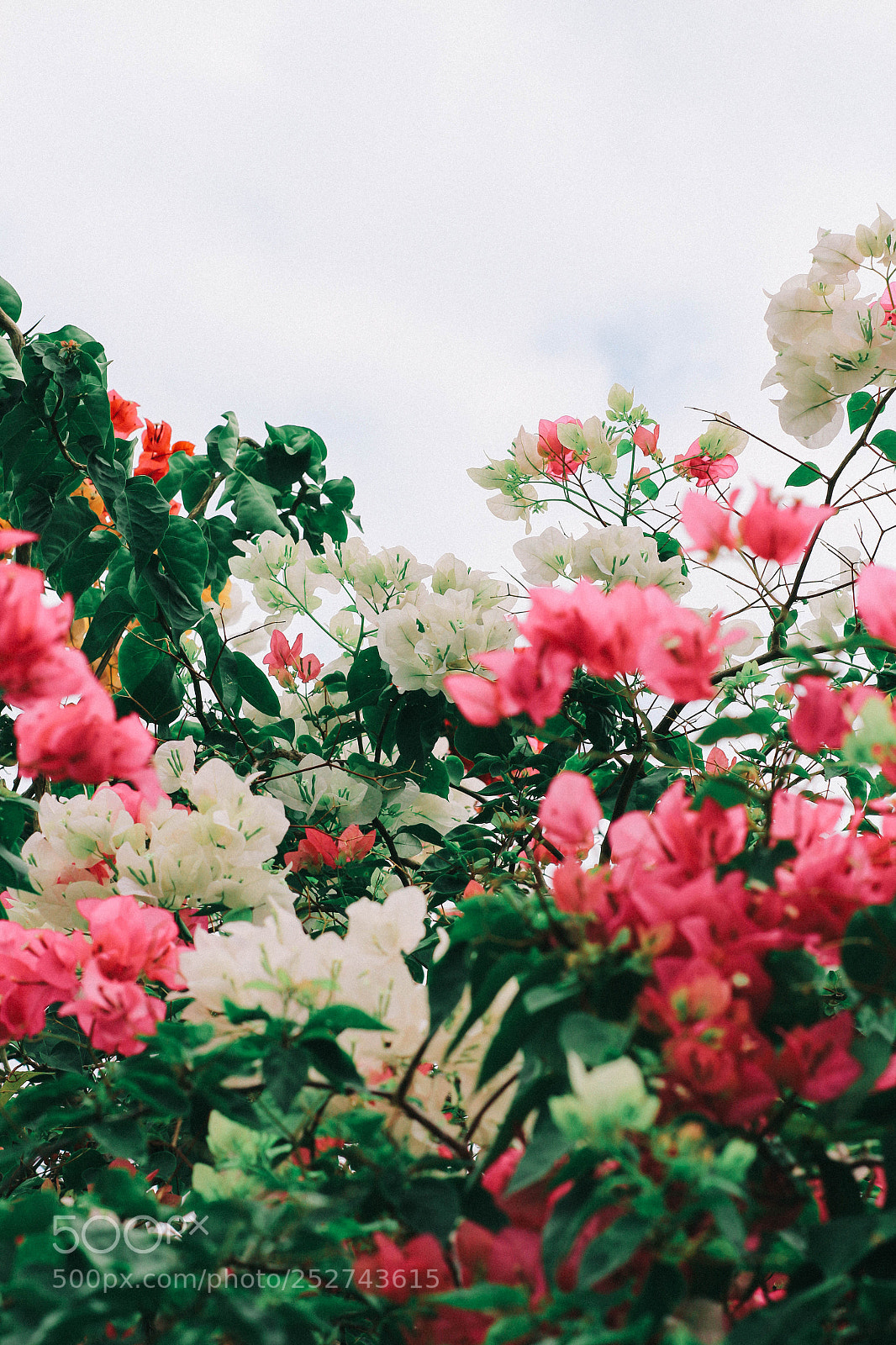Canon EOS 700D (EOS Rebel T5i / EOS Kiss X7i) sample photo. Bougainvillea photography