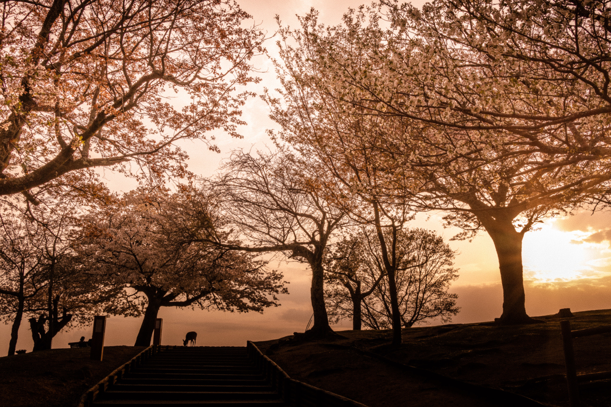 Sony Cyber-shot DSC-RX1R sample photo. Sakura season photography