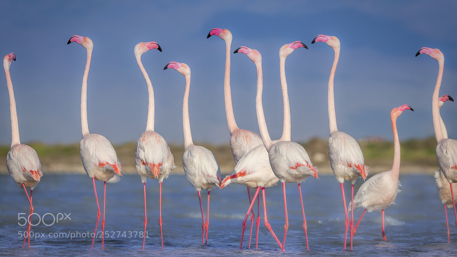 Canon EOS 7D Mark II sample photo. Flamingo-İzmir kuş cenneti photography