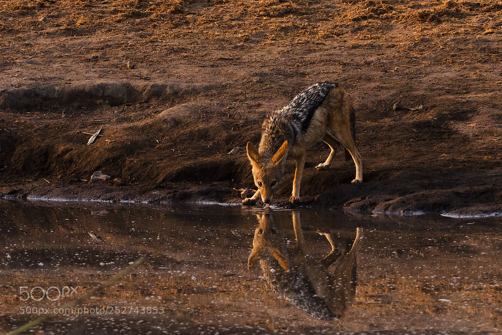 Nikon D7000 sample photo. Black backed jackal photography