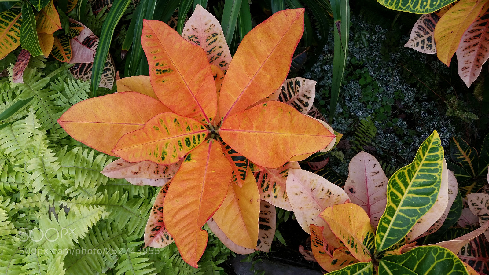 Samsung Galaxy S5 sample photo. Colorful leaves photography