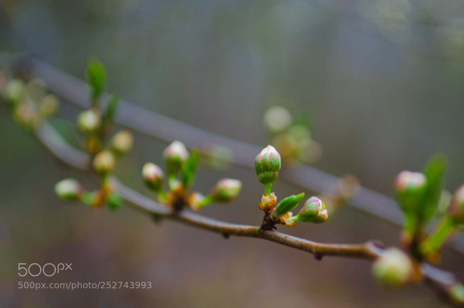 Nikon D5100 sample photo. *** photography