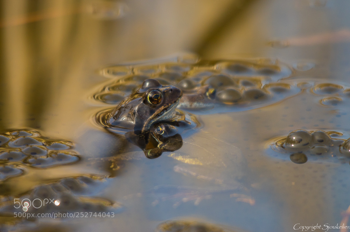 Pentax K-3 sample photo. Froggy stuff! photography