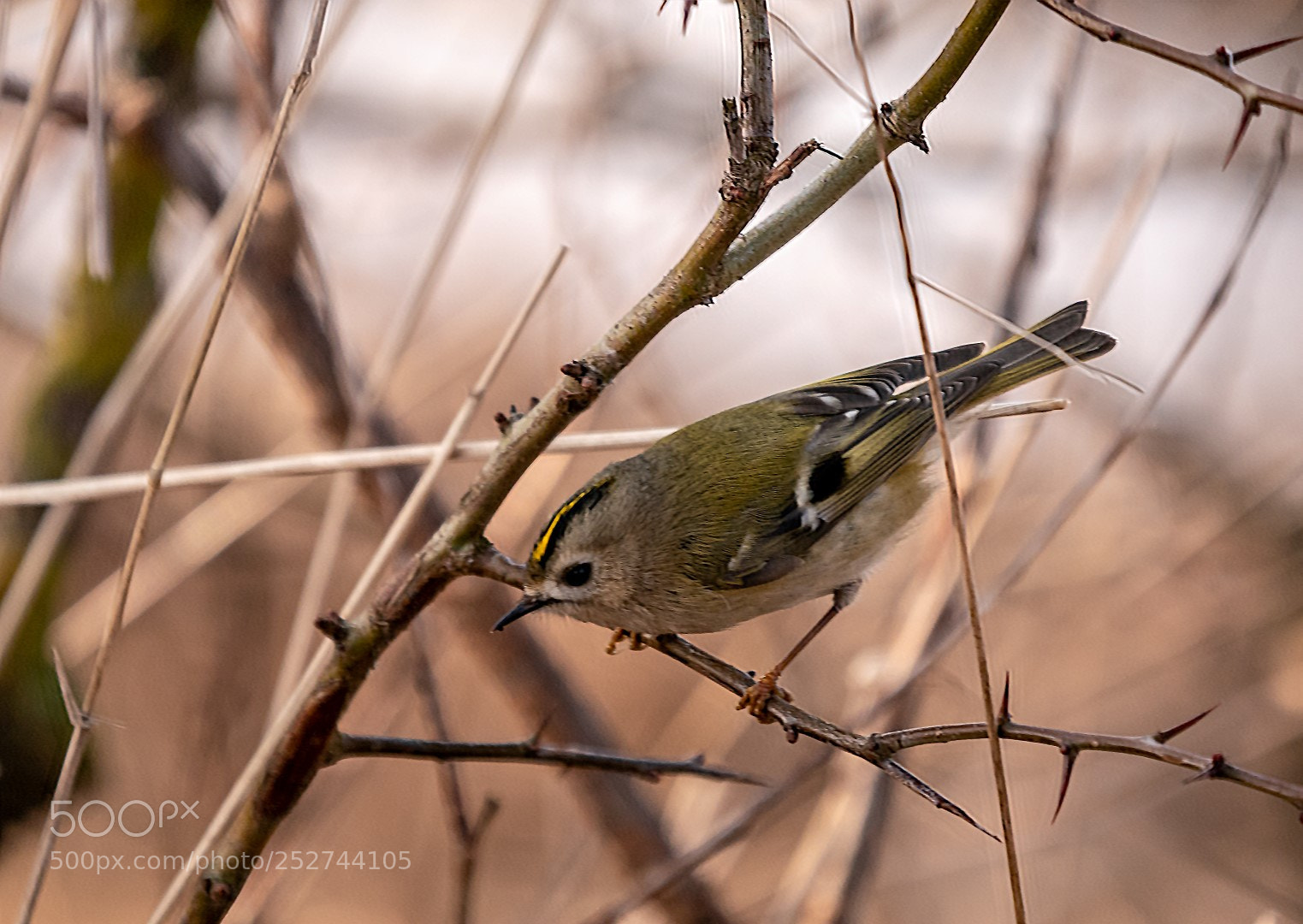 Panasonic Lumix DMC-GX85 (Lumix DMC-GX80 / Lumix DMC-GX7 Mark II) sample photo. Regulus regulus photography