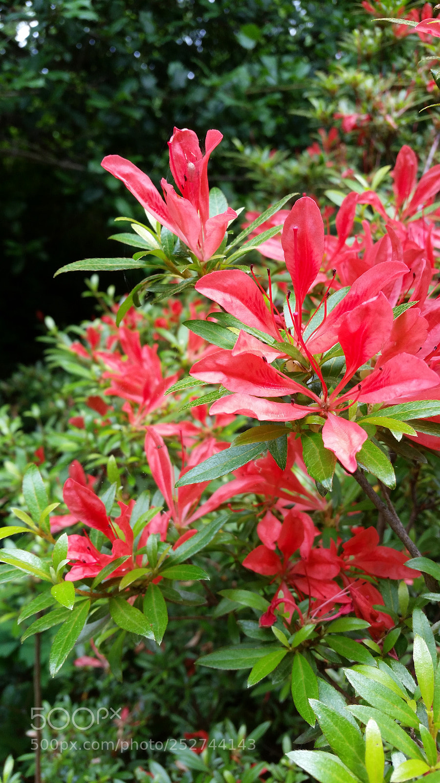 Samsung Galaxy S5 sample photo. Red-tipped photography