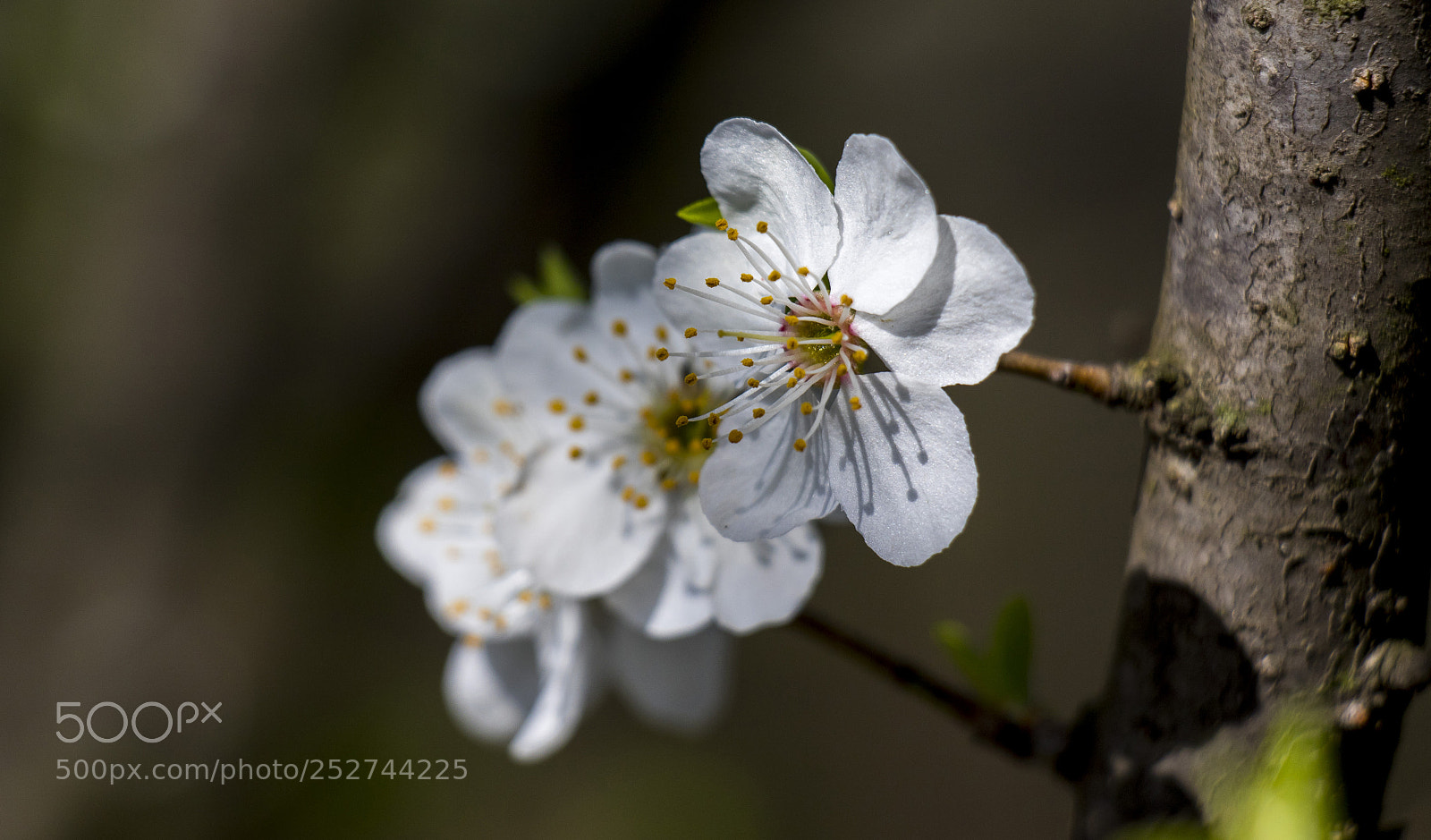 Canon EOS 7D Mark II sample photo. Bloom photography