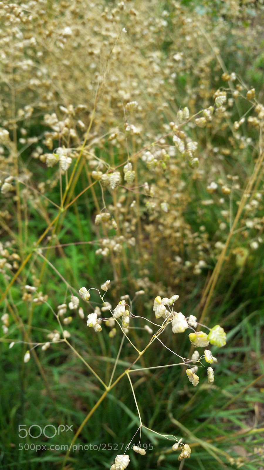 Samsung Galaxy S5 sample photo. Flora photography