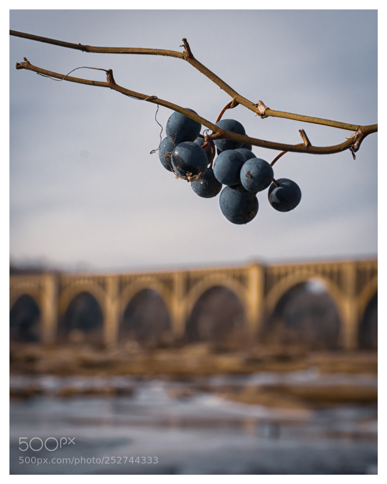 Nikon D5300 sample photo. Berries, rva train bridge photography