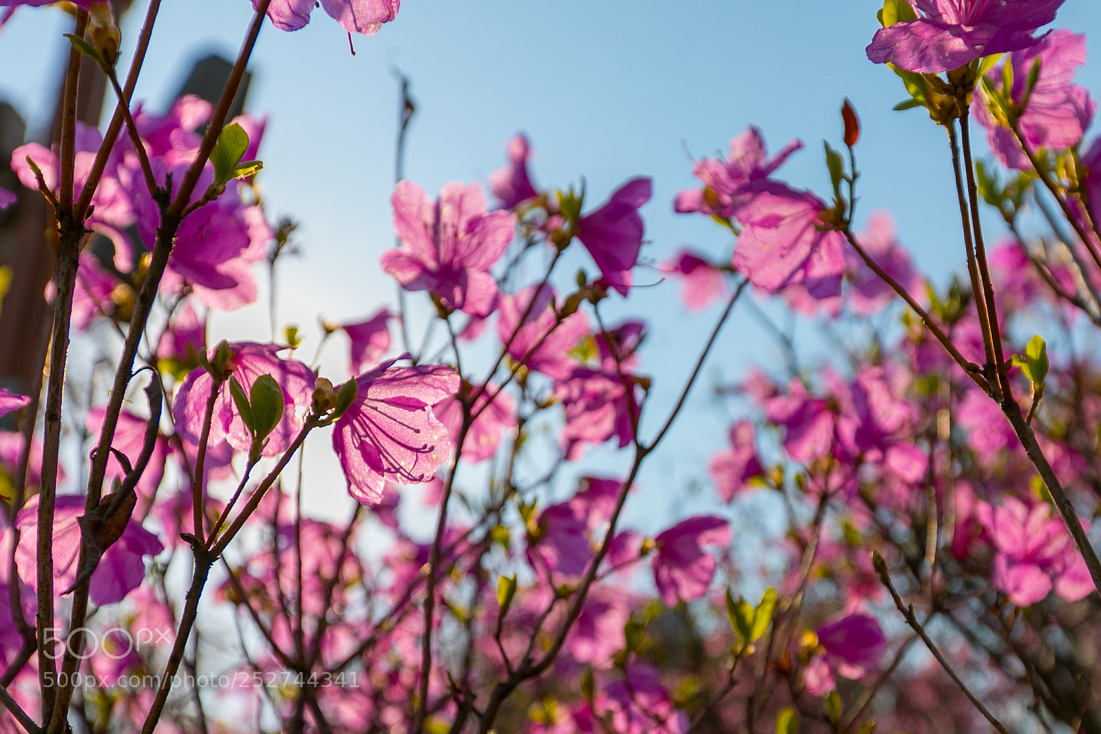 Canon EOS 5D Mark IV sample photo. Spring flowers photography