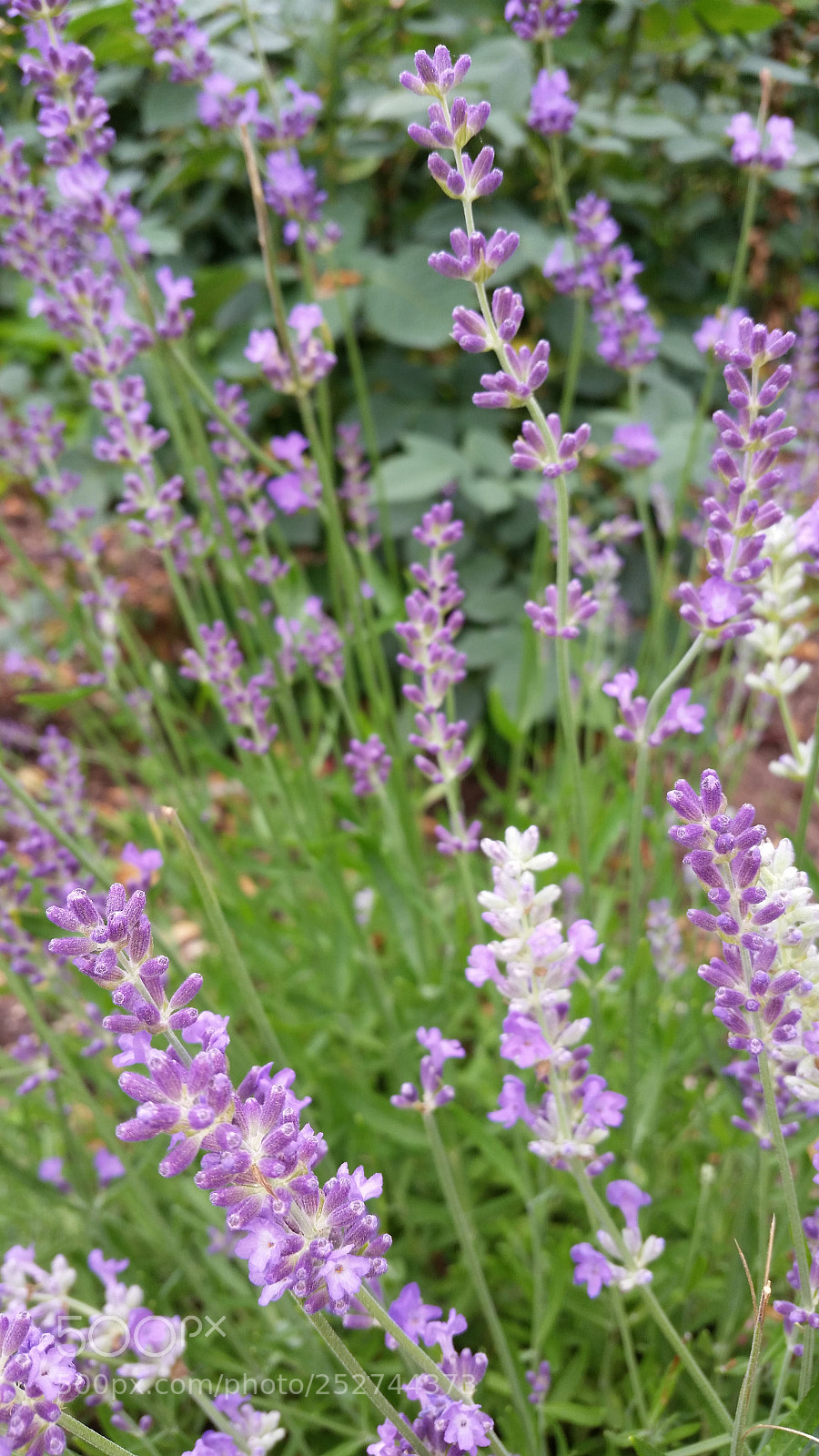 Samsung Galaxy S5 sample photo. Purple flowers photography