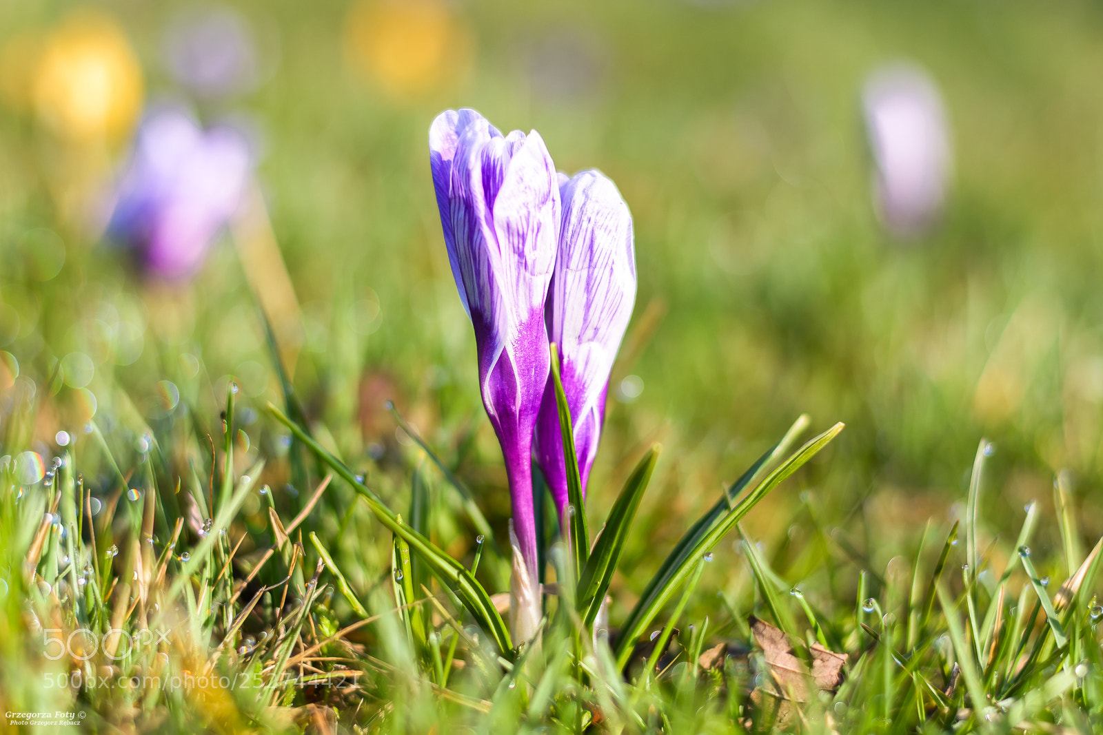 Nikon D7100 sample photo. Crocus photography