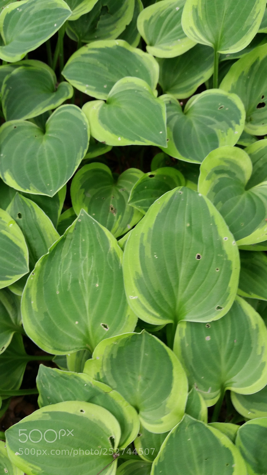 Samsung Galaxy S5 sample photo. Green photography