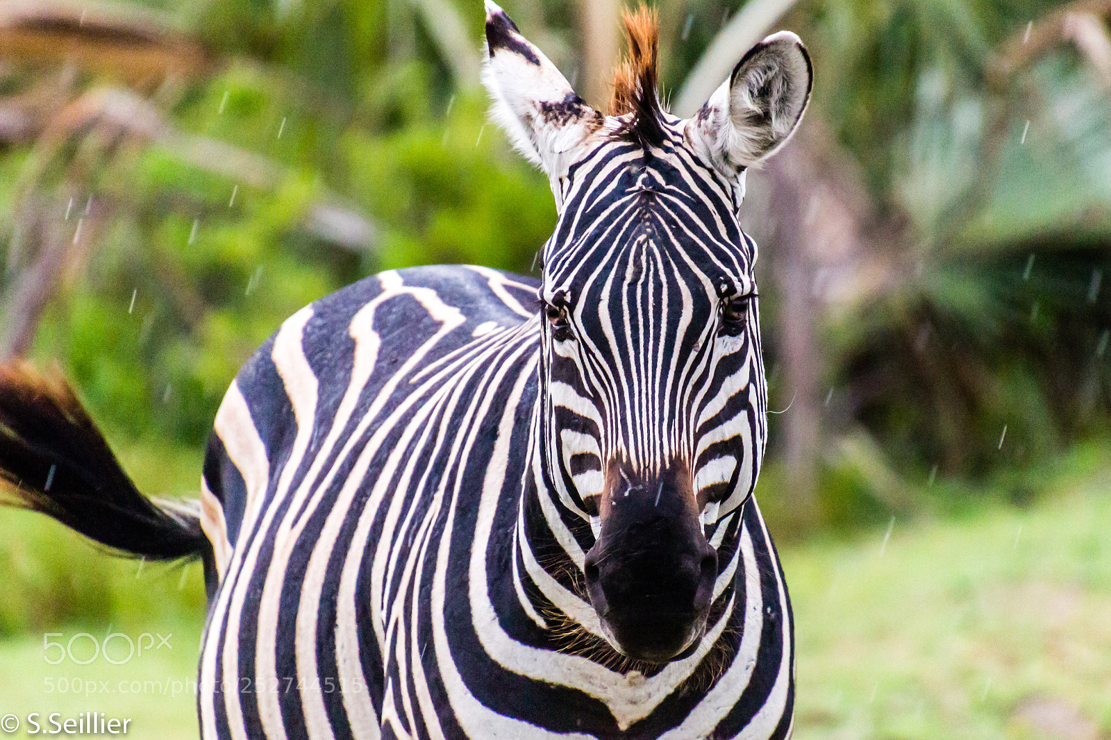 Canon EOS 700D (EOS Rebel T5i / EOS Kiss X7i) sample photo. Zebra under rain photography