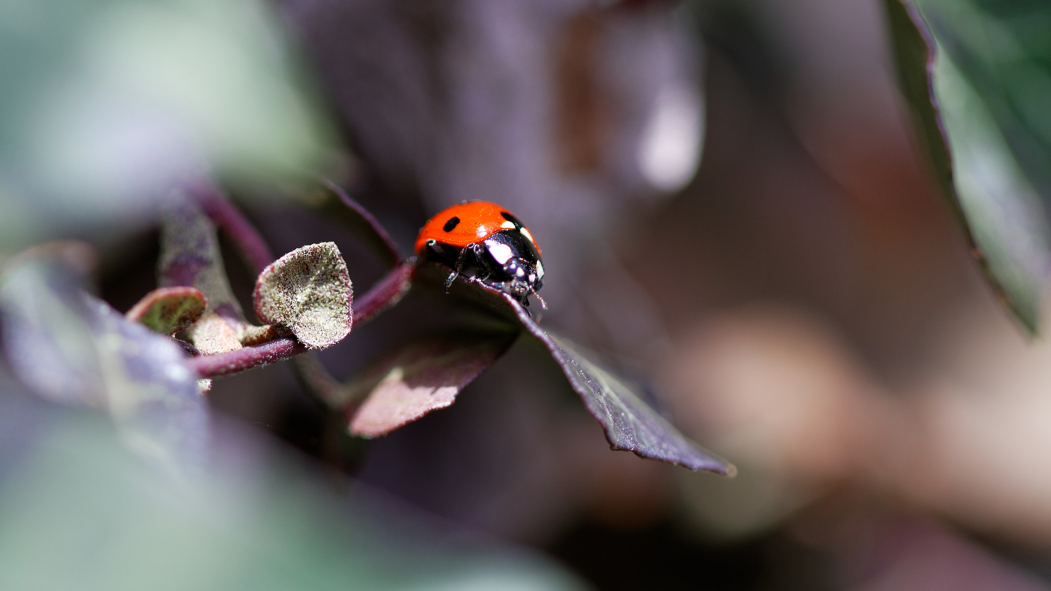 Canon EOS 70D + Canon EF 100mm F2.8 Macro USM sample photo. A little ladybug photography