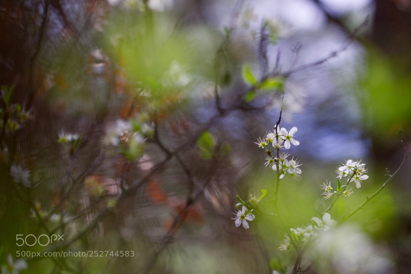 Canon EOS 70D sample photo. White in colors photography