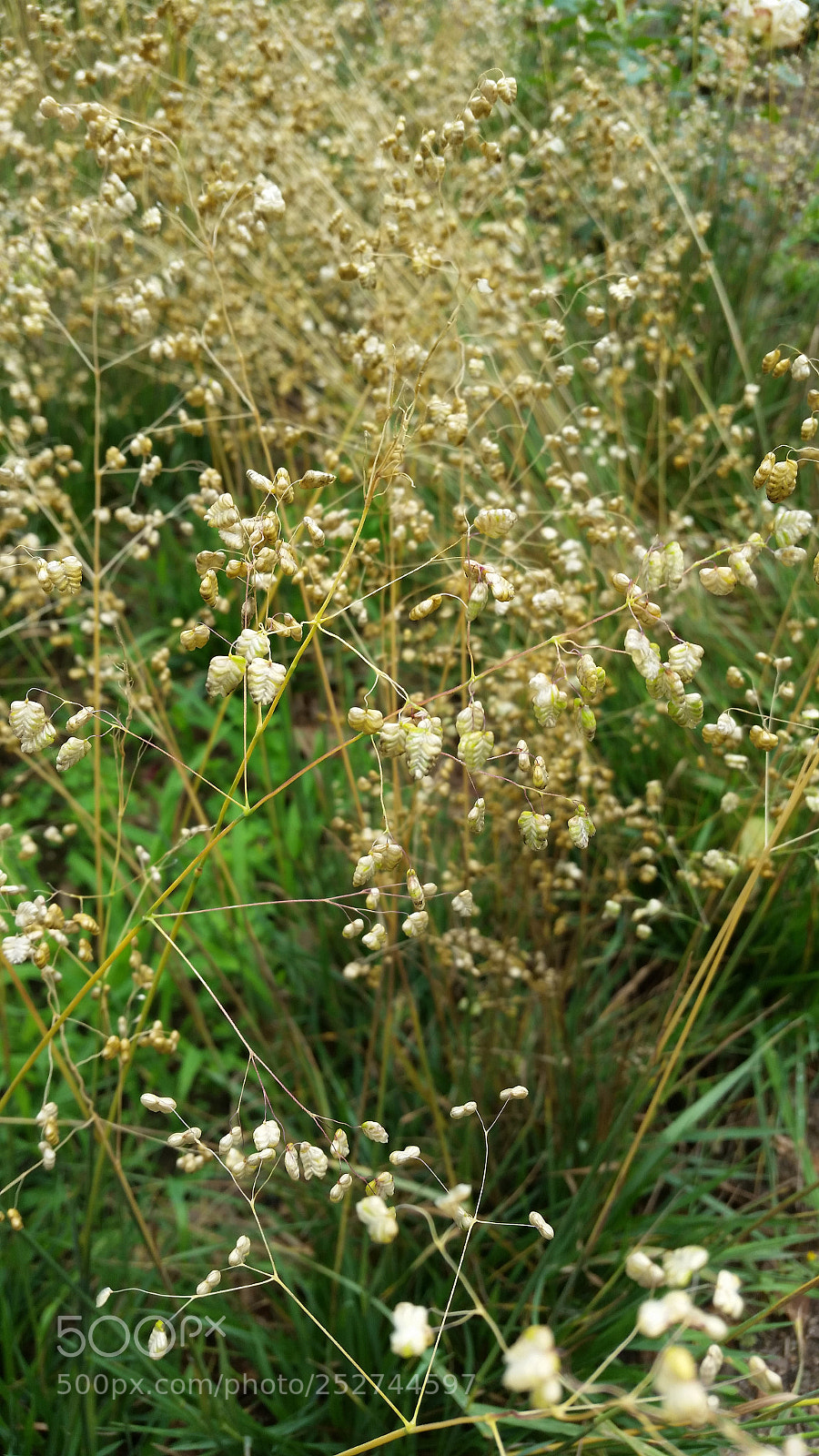 Samsung Galaxy S5 sample photo. Flora two photography