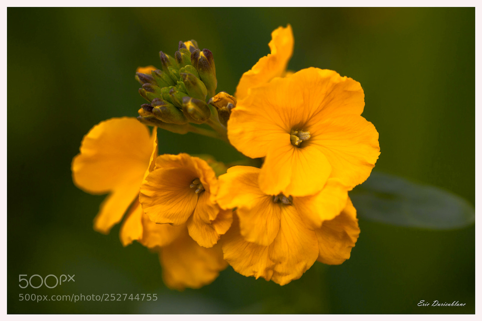 Canon EOS-1D Mark II sample photo. Untitled photography