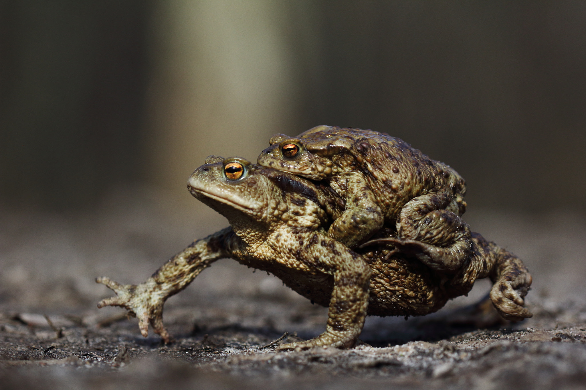 Canon EOS 60D + Canon EF 100mm F2.8 Macro USM sample photo. Common toad in amplexus photography