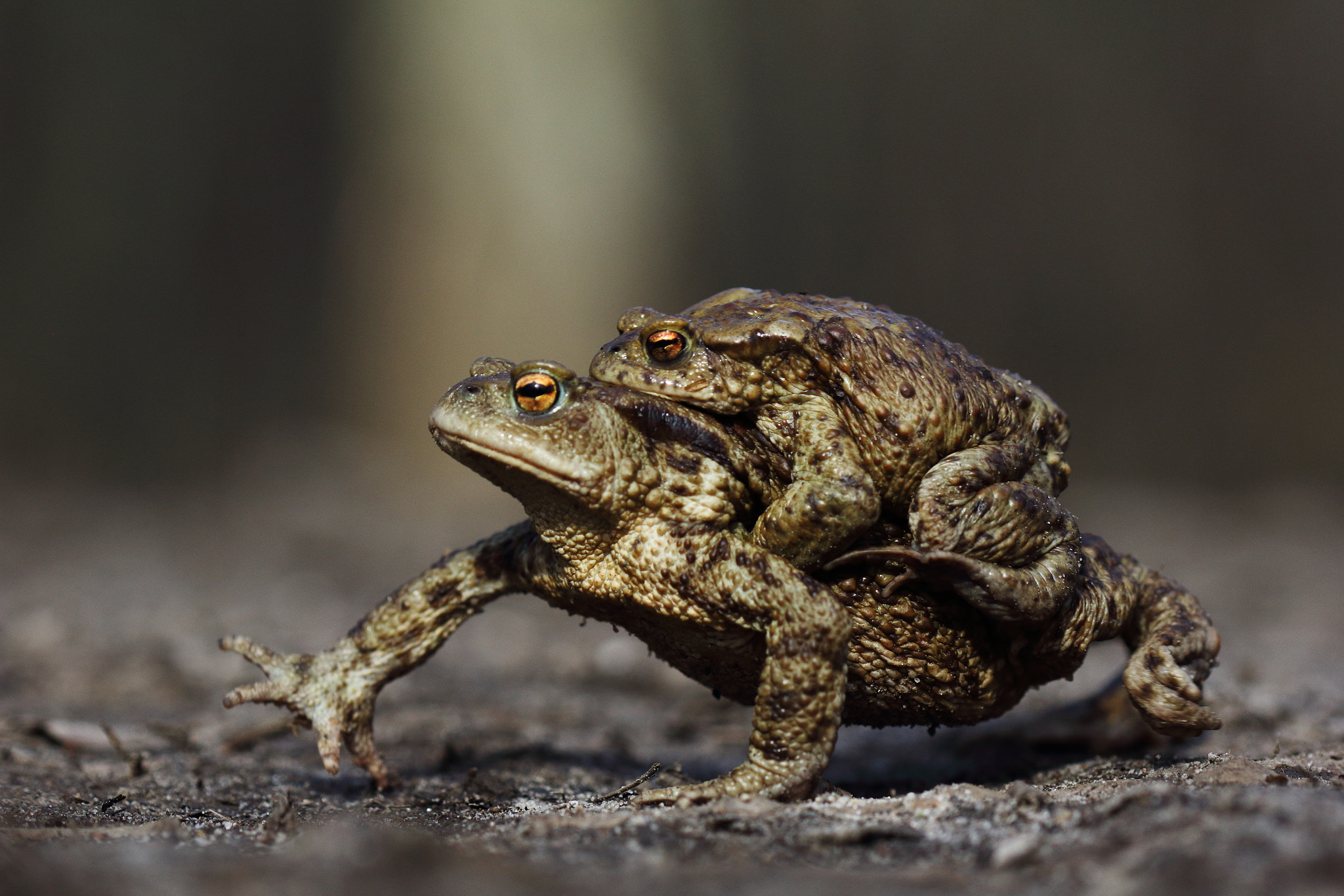 Canon EF 100mm F2.8 Macro USM sample photo. Common toad in amplexus photography