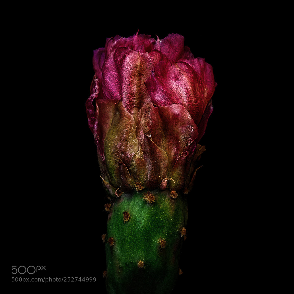 Canon EOS 5D Mark II sample photo. Prickly pear bud photography