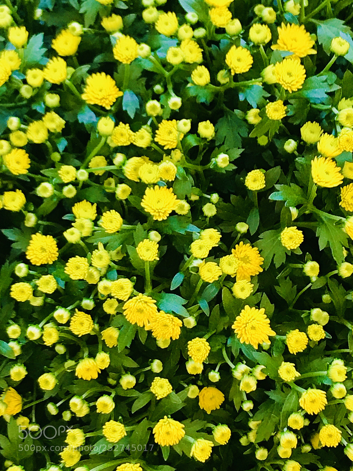 Apple iPhone 7 Plus sample photo. Yellow  photography