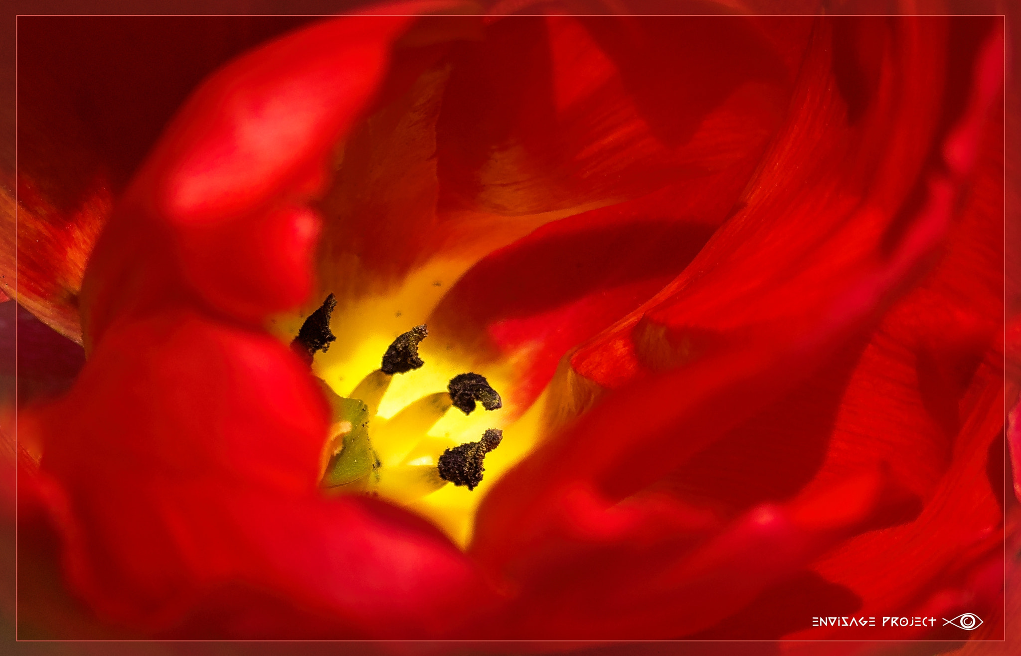 Sony a7R sample photo. Landscape of a tulip photography