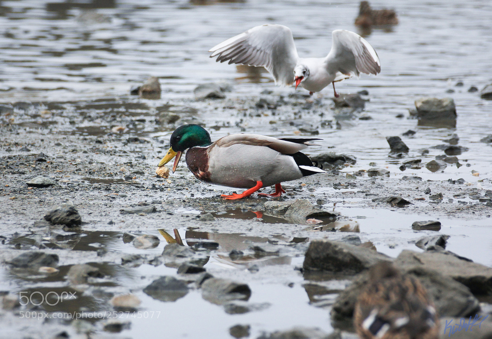 Canon EOS 60D sample photo. Seagull and duck argue photography