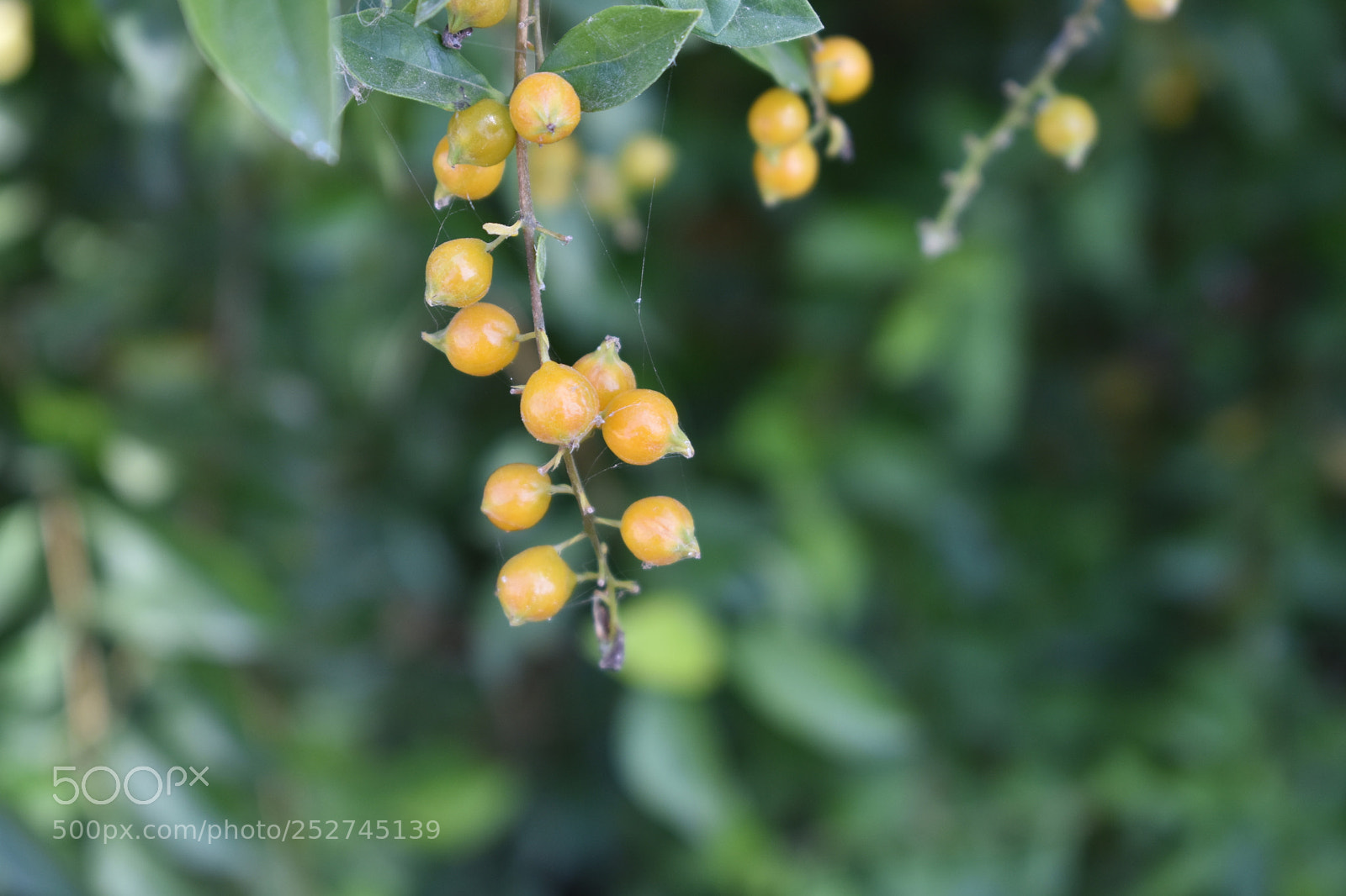 Nikon D3400 sample photo. Seeds photography