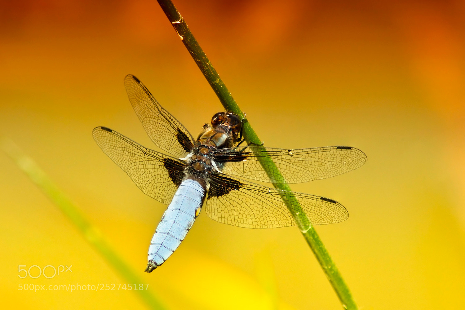 Nikon D90 sample photo. Libellula depressa photography