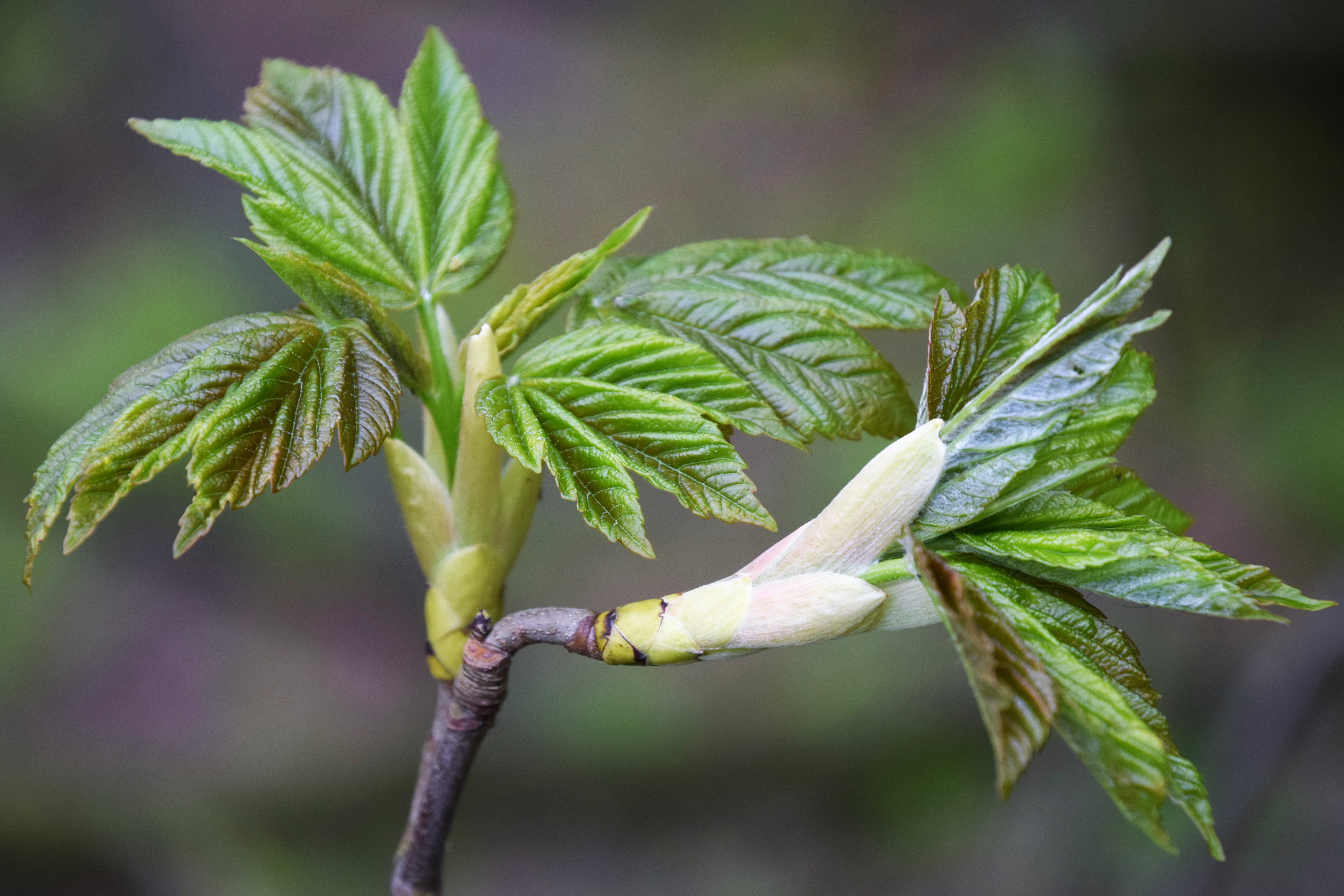 Nikon D3300 sample photo. Die natur sprießt photography