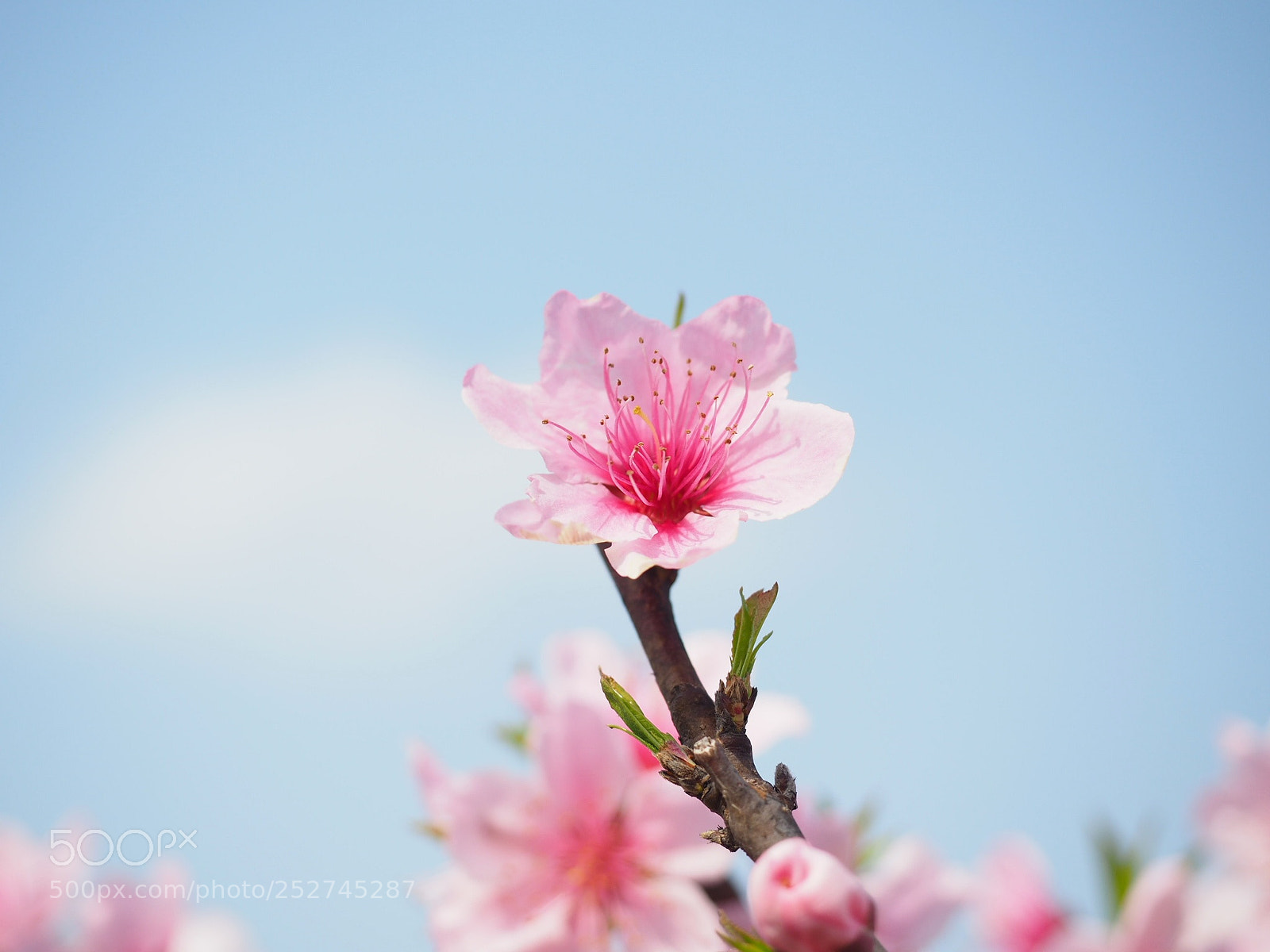 Olympus OM-D E-M5 II sample photo. Untitled photography