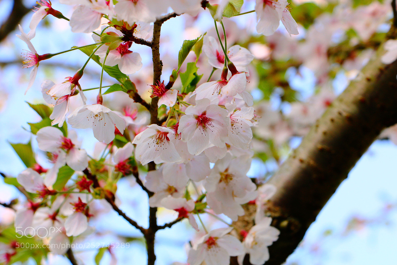 Canon EOS 70D sample photo. The end of sakura photography