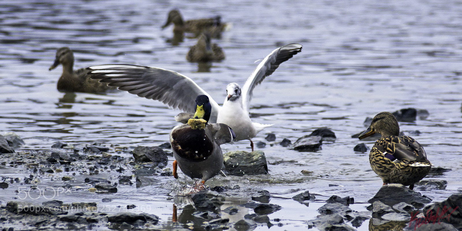 Canon EOS 60D sample photo. Flight or fight photography